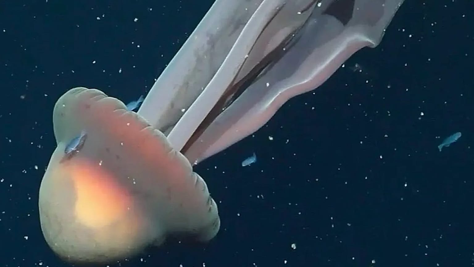 Argentinien: Riesen-Phantomqualle so groß wie ein "Schulbuss" 