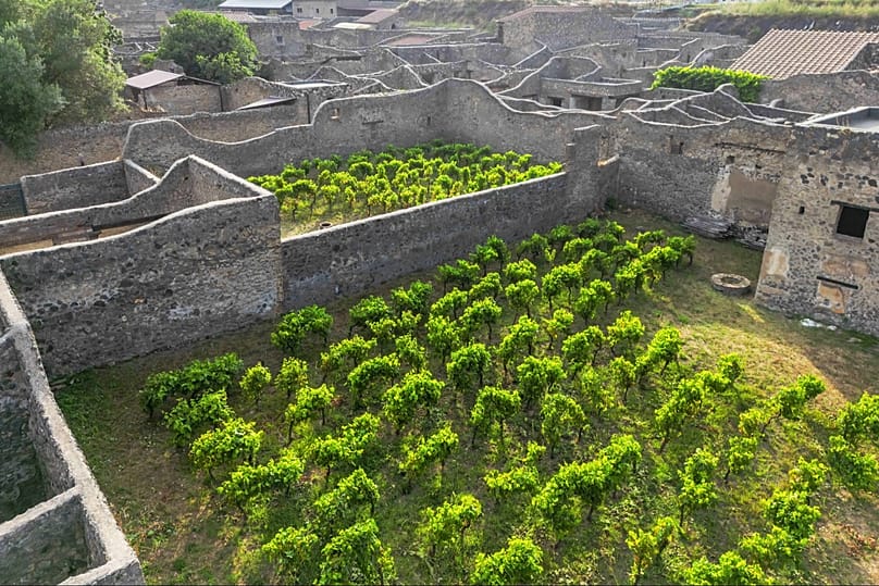 Grapes have been planted in every possible spot amidst the ruins of Pompeii as part of the expanding winemaking project.