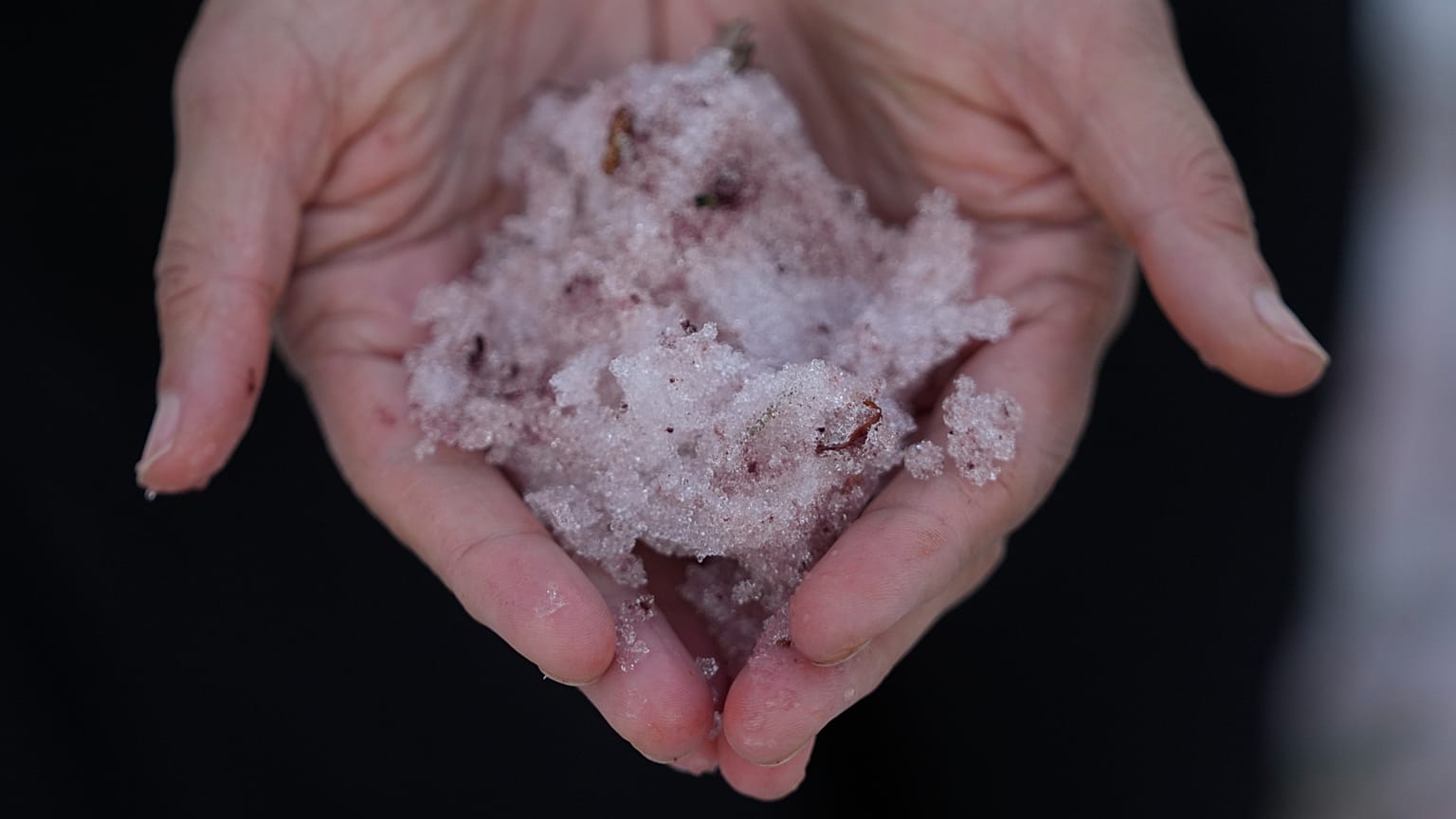 **Deutsch:**  Jana Brough betrachtet rosafarbenen Schnee, den sie am Tony Grove Lake nahe Logan im US-Bundesstaat Utah am Mittwoch, dem 28. Juni 2023, in ihrer Hand gesammelt 