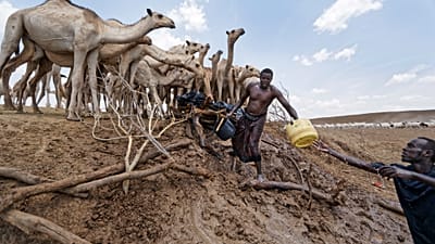  Kenya : la sécheresse gagne du terrain et plombe les activités agro-pastorales