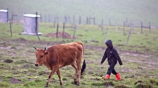 South Africa produces first local vaccine to combat foot-and-mouth disease