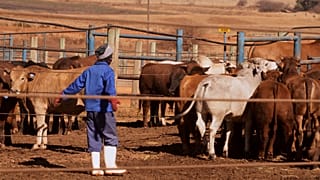 Afrique du Sud : des vaccins contre la fièvre aphteuse produits localement