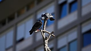 تقف حمامات على تمثال البابا يوحنا بولس الثاني، روما، الثلاثاء 4 مارس/آذار 2025.