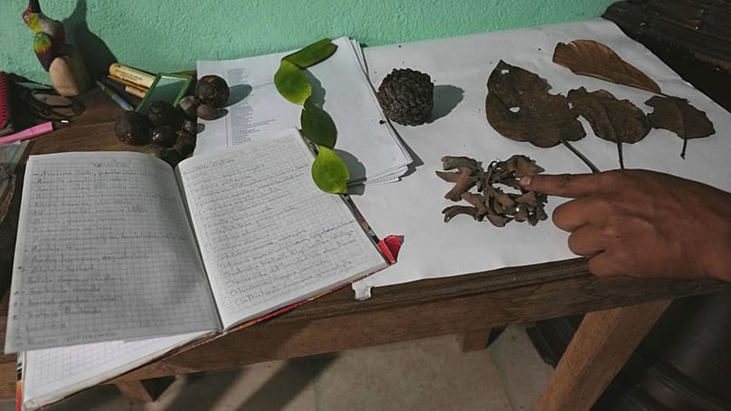 Ramon Pucha azokat a magokat és növényi részeket mutatja, amelyeket a családi farmjuk közelében lévő erdőből gyűjtött Alto Ilában, Ecuador amazóniai térségében, 2026. február 3-án.