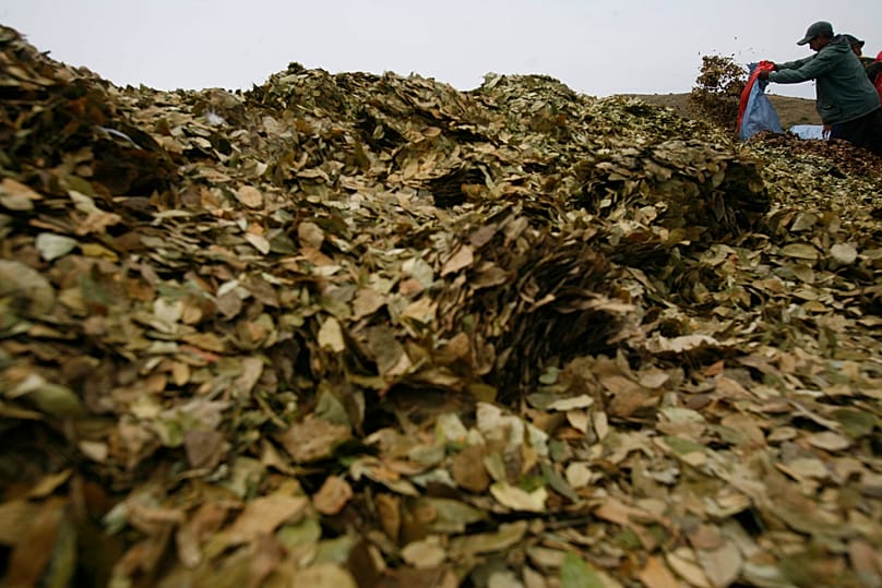 Un uomo accumula foglie di coca prima della loro distruzione nel villaggio di Huaculi, in Bolivia