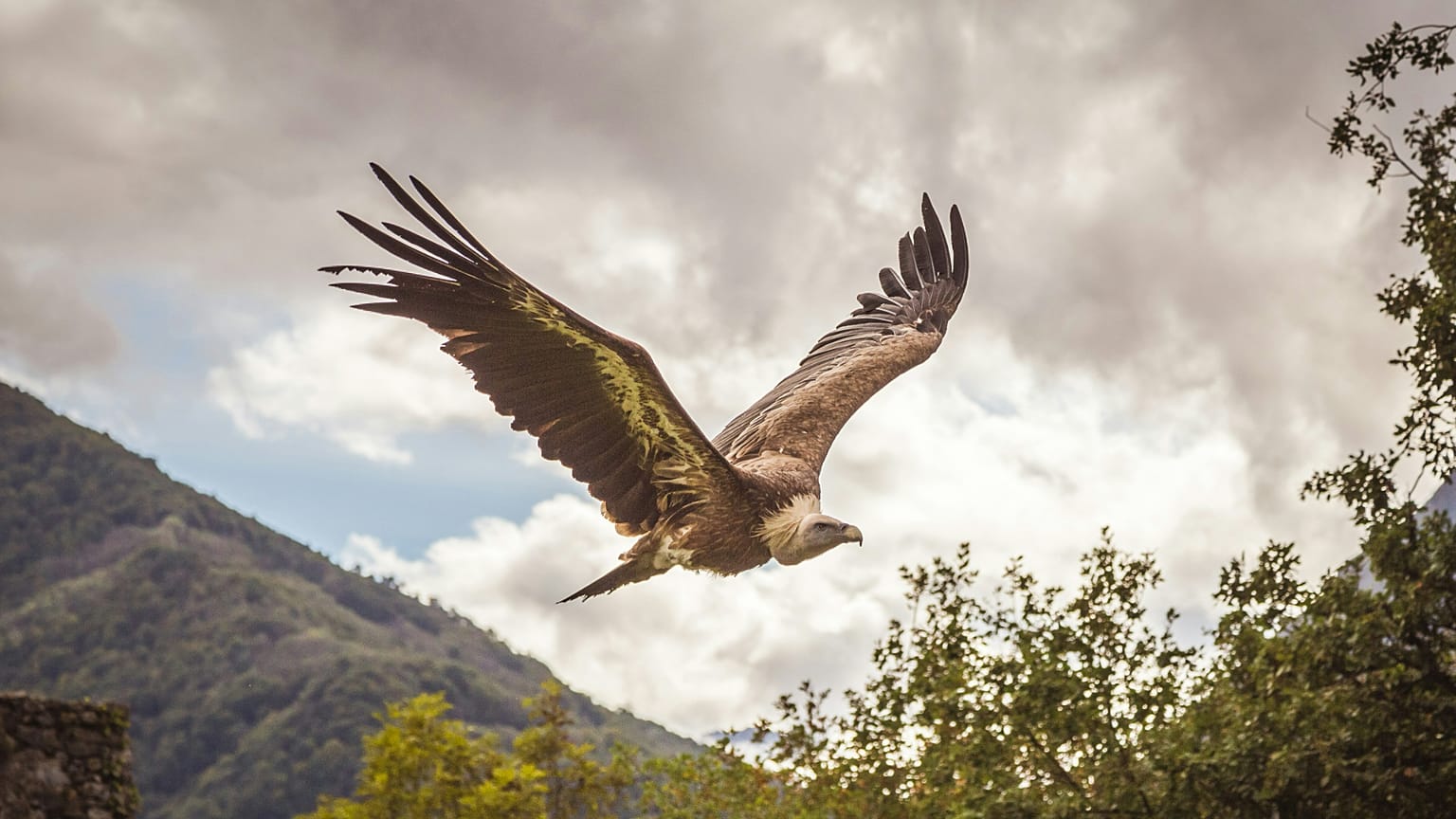 En 2014, la population de vautours fauves d’Eurasie en Sardaigne était tombée à environ 60 individus.