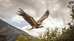 Im Jahr 2014 lebten auf Sardinien nur noch rund sechzig Gänsegeier.