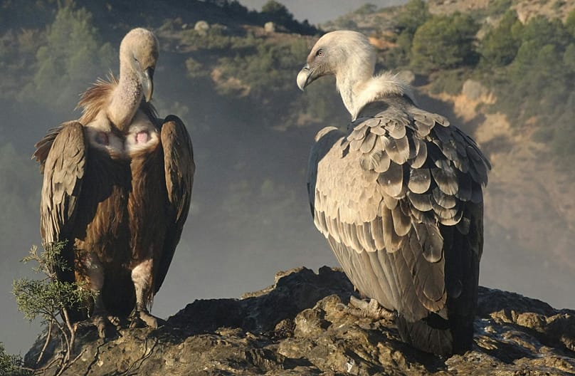 پژوهشگران همچنین می‌گویند پرندگان رهاسازی‌شده و پرندگان بومی ساردینیا نیز با موفقیت جفت تشکیل داده‌اند.