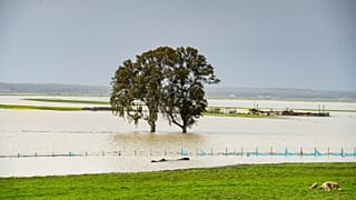 A tree stands in the flood fields by the Sebou River in Oulad Slama municipality near Kenitra, Morocco, Sunday, Feb. 8, 2026. 
