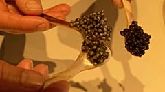 Aus Europa mit Geschmack: „Weltweit erster Bio-Kaviar“ erobert neue Märkte