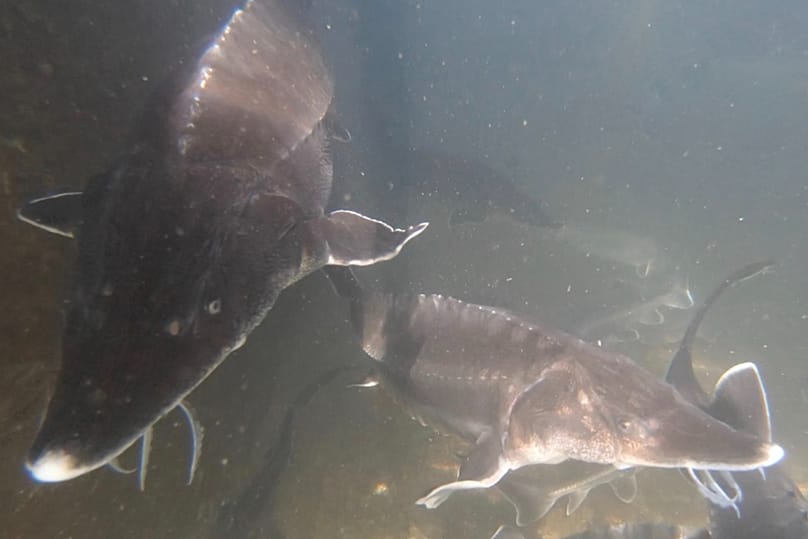 Ιχθυοτροφείο οξύρρυγχων στη νότια Ισπανία