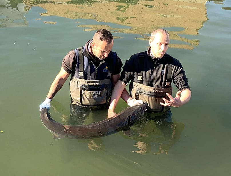 Ο Ignacio Alba Alejandre (δεξιά) είναι κτηνίατρος στην Caviar Riofrío