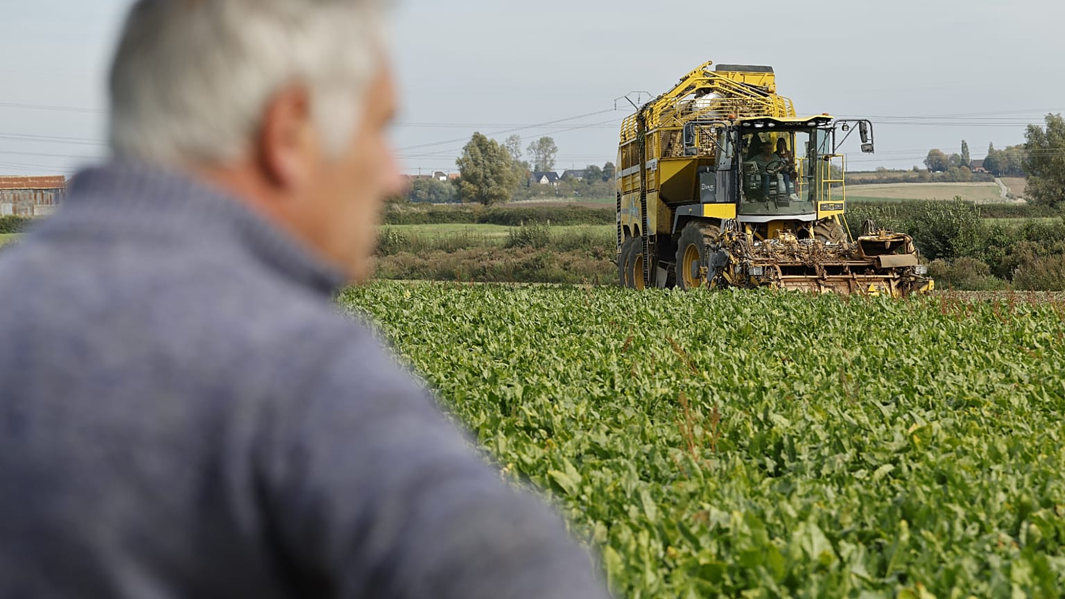 Un agriculteur récolte des betteraves sucrières le jeudi 2 octobre 2025 à Nieppe, dans le nord de la France. (AP Photo/Jean-François Badias)