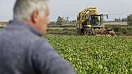 Un agriculteur récolte des betteraves sucrières le jeudi 2 octobre 2025 à Nieppe, dans le nord de la France. (AP Photo/Jean-François Badias)
