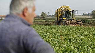 Un agriculteur récolte des betteraves sucrières le jeudi 2 octobre 2025 à Nieppe, dans le nord de la France. (AP Photo/Jean-François Badias)