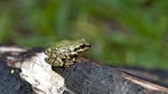 Gros plan d'un mâle de rainette de la Sierra.