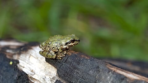 A close-up shot of a male Sierran treefrog.