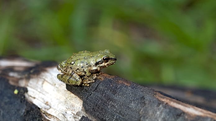 الاحترار العالمي يسرّع نداءات تزاوج الضفادع ويبدّل توقيت التكاثر