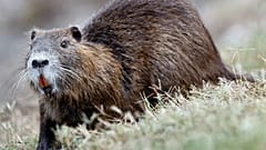 Ihr Markenzeichen: orangefarbene Zähne. Nutrias übernehmen invasiv Ufer und Dämme, in manchen Regionen wird jetzt ein Kopfgeld für sie aufgesetzt.
