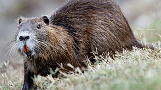 Ihr Markenzeichen: orangefarbene Zähne. Nutrias übernehmen invasiv Ufer und Dämme, in manchen Regionen wird jetzt ein Kopfgeld für sie aufgesetzt.