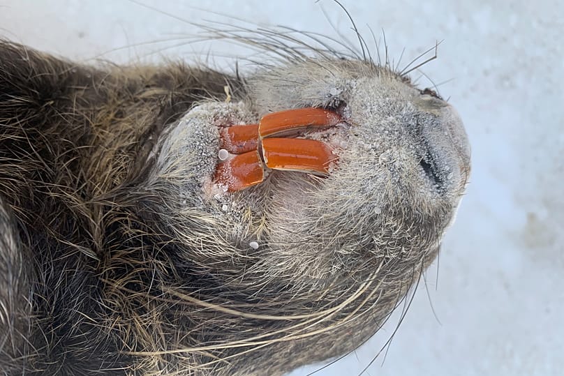 Nutrias gelten seit 2016 als invasive Art in Europa. Sie beschädigen Böschungen, Deiche und verdrängen andere Arten.