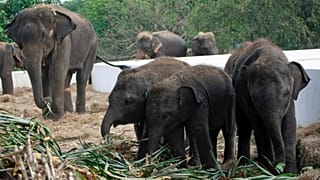 In this Monday, Oct. 31, 2011 file photo, elephants are fed with fresh sugarcanes at the elephant camp in Ayutthaya province, central Thailand.