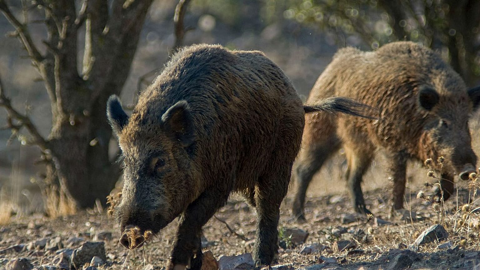 ARCHIVO - jabalíes.