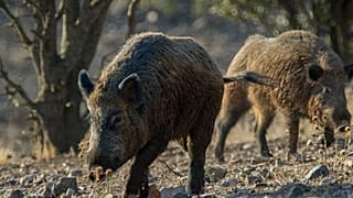 ARCHIVO - jabalíes.