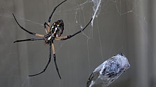 Eine goldene Seidenspinne fängt Zikaden in ihrem Netz Sonntag, 8. September 2019. 