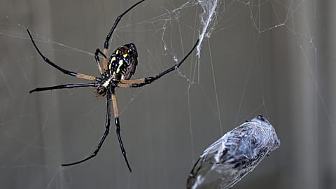 Złoty jedwabny pająk łapie cykady w swoją sieć Niedziela, 8 września 2019 r. 