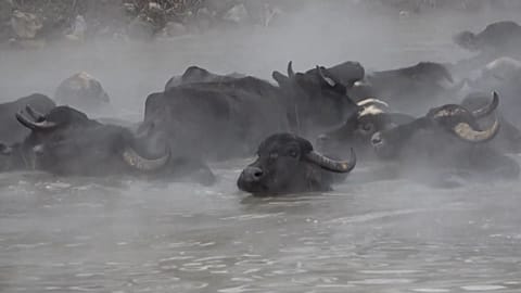 Water buffaloes bathe in Budakli’s springs