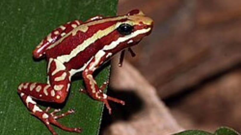 Phantasmal mérgező béka