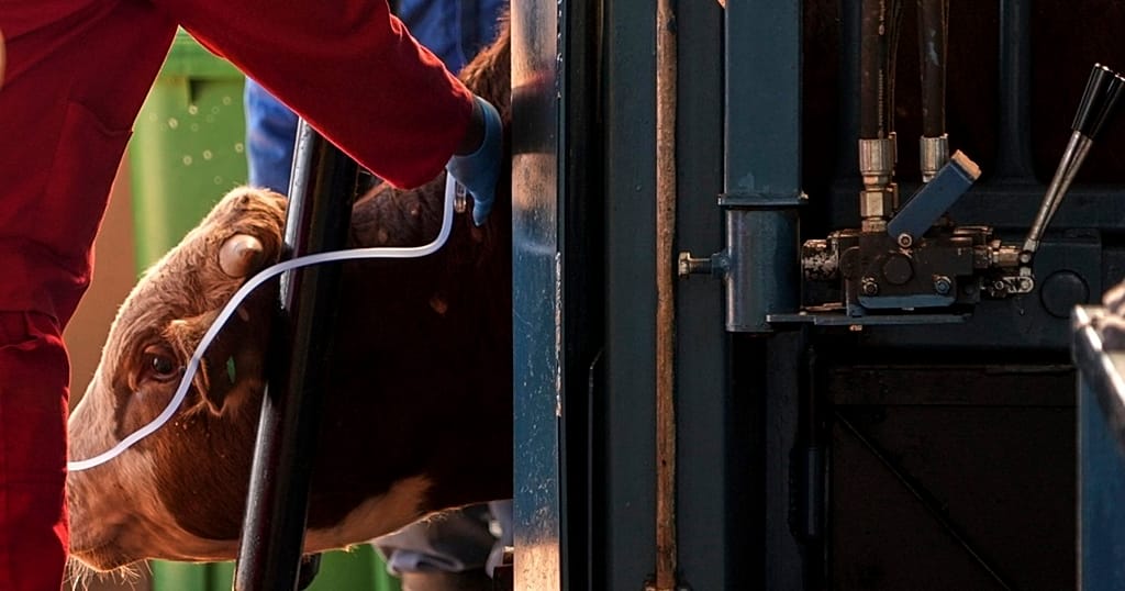 Zambia closes borders to South African livestock amid FMD outbreak