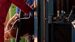 Fièvre Aphteuse : la Zambie ferme sa frontière au bétail d'Afrique du Sud 