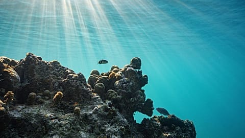 FILE - Corals grow off Efate Island, Vanuatu, Saturday, July 26, 2025. 