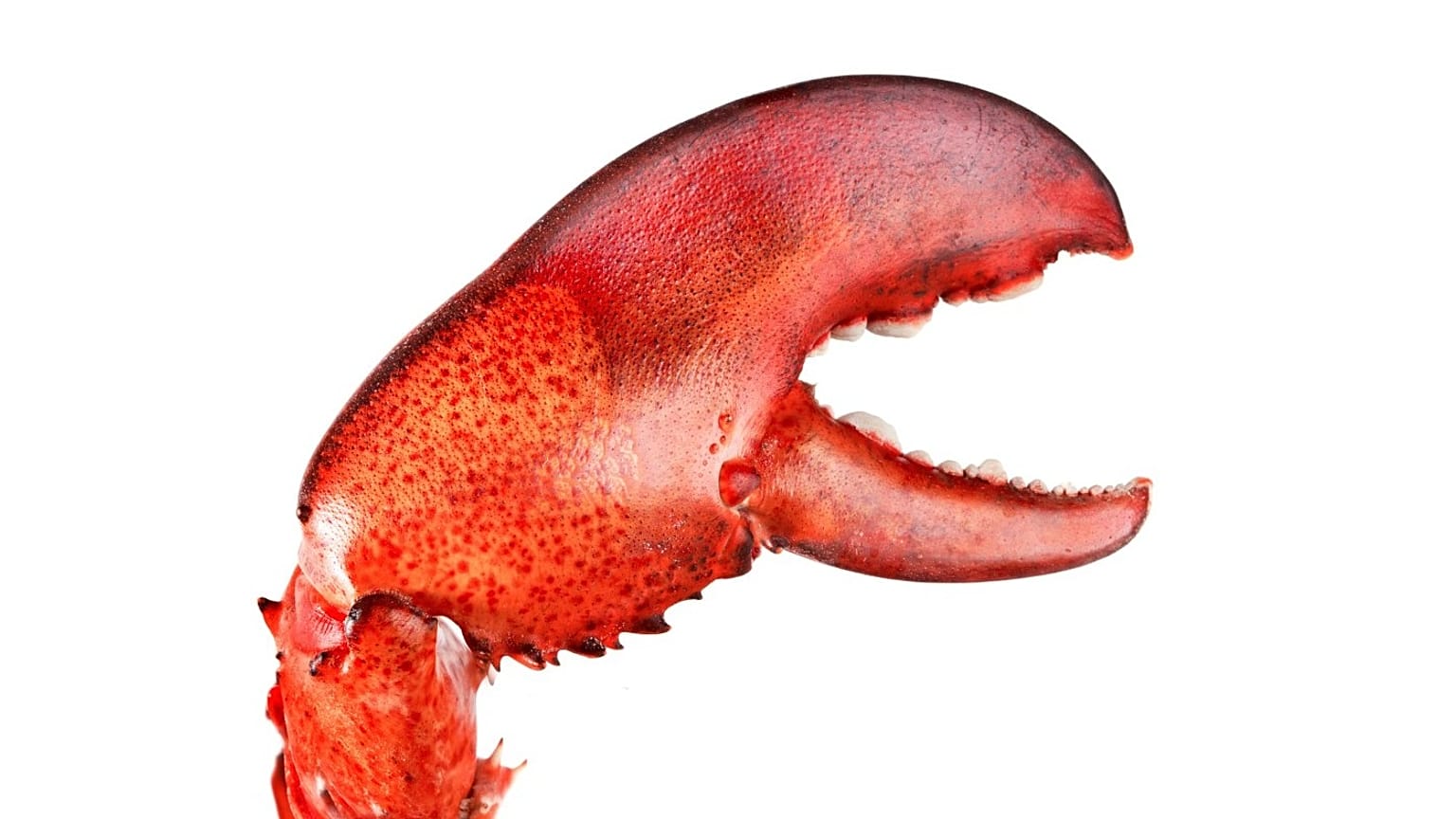 Το OpenClaw είναι λογισμικό ανοικτού κώδικα για δημιουργία πρακτόρων τεχνητής νοημοσύνης που διαχειρίζονται ημερολόγια ή κλείνουν πτήσεις.