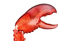 OpenClaw ist eine Open-Source-Software, mit der sich KI-Agenten entwickeln lassen, die Kalender verwalten oder Flüge buchen.