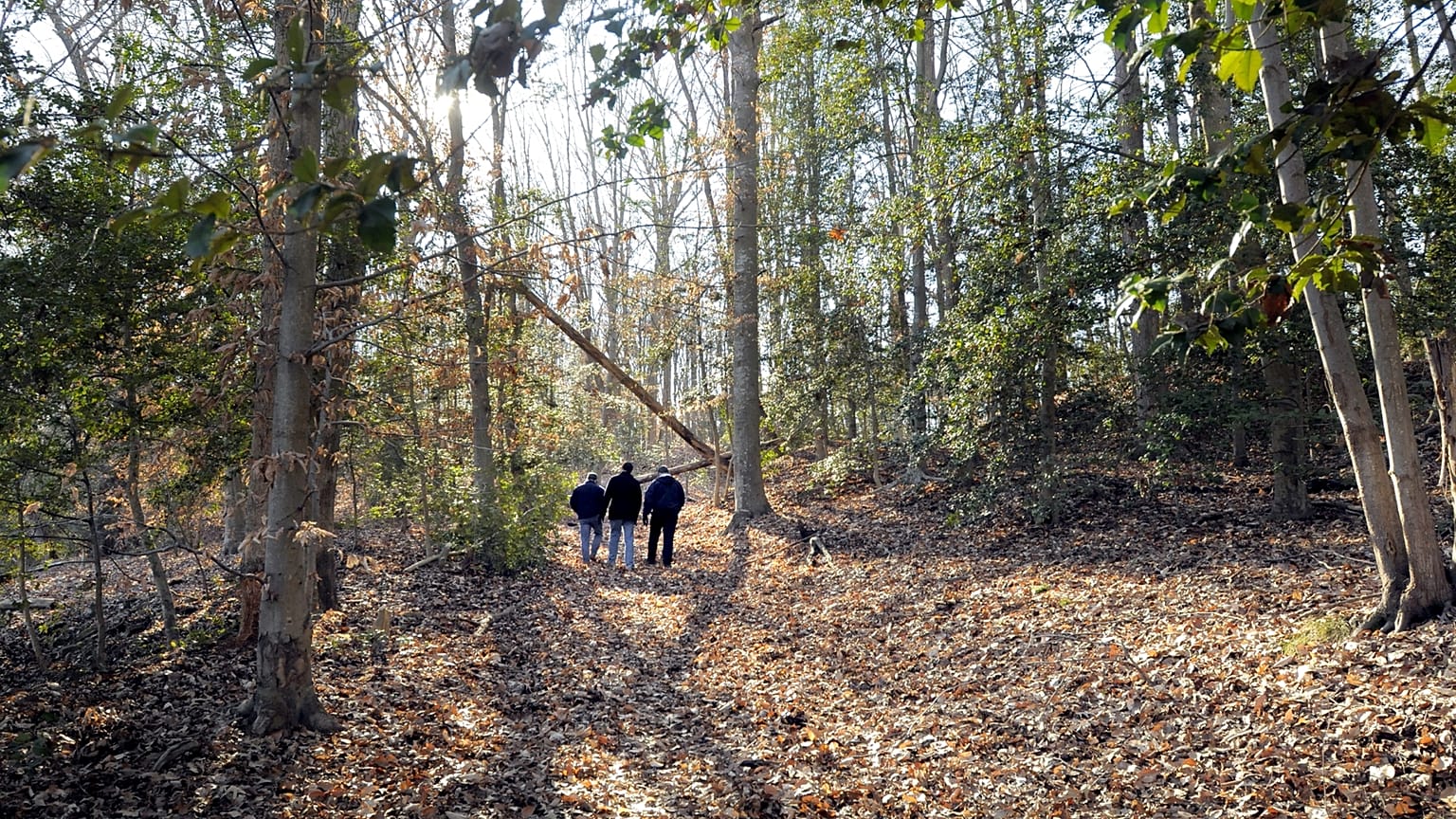 Immagini di un bosco