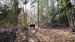 Famiglia nel bosco
