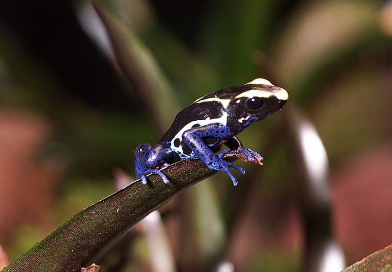 A "poison arrow dart frog" in the Exploratorium of San Francisco.