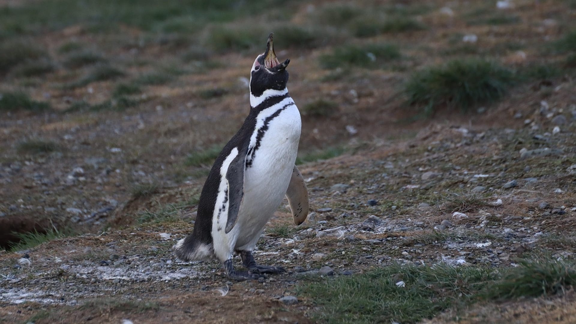 Ein Magellanpinguin auf der Insel Magdalena (Isla Magdalena) in Chile.
