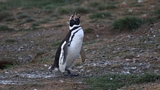 Un pingüino de Magallanes en la Isla Magdalena, en Chile.