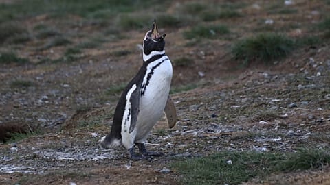 A Magellanic penguin on Magdalena Island (Isla Magdalena) in Chile.