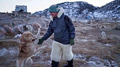 In Ilulissat in Grönland streichelt Jørgen Kristensen am Dienstag, 27. Januar 2026, seinen Schlittenhund vor der Fahrt.