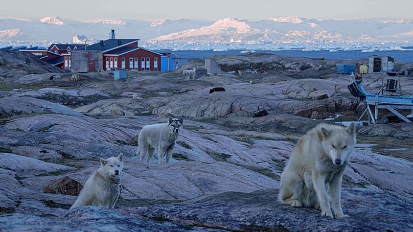 Perros de trineo groenlandeses en Ilulissat, Groenlandia, martes 27 de enero de 2026. 