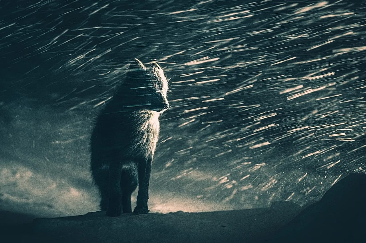Braving the elements: A blue arctic fox in the Varager Peninsula of Norway is caught alone in  blizzard of snow.