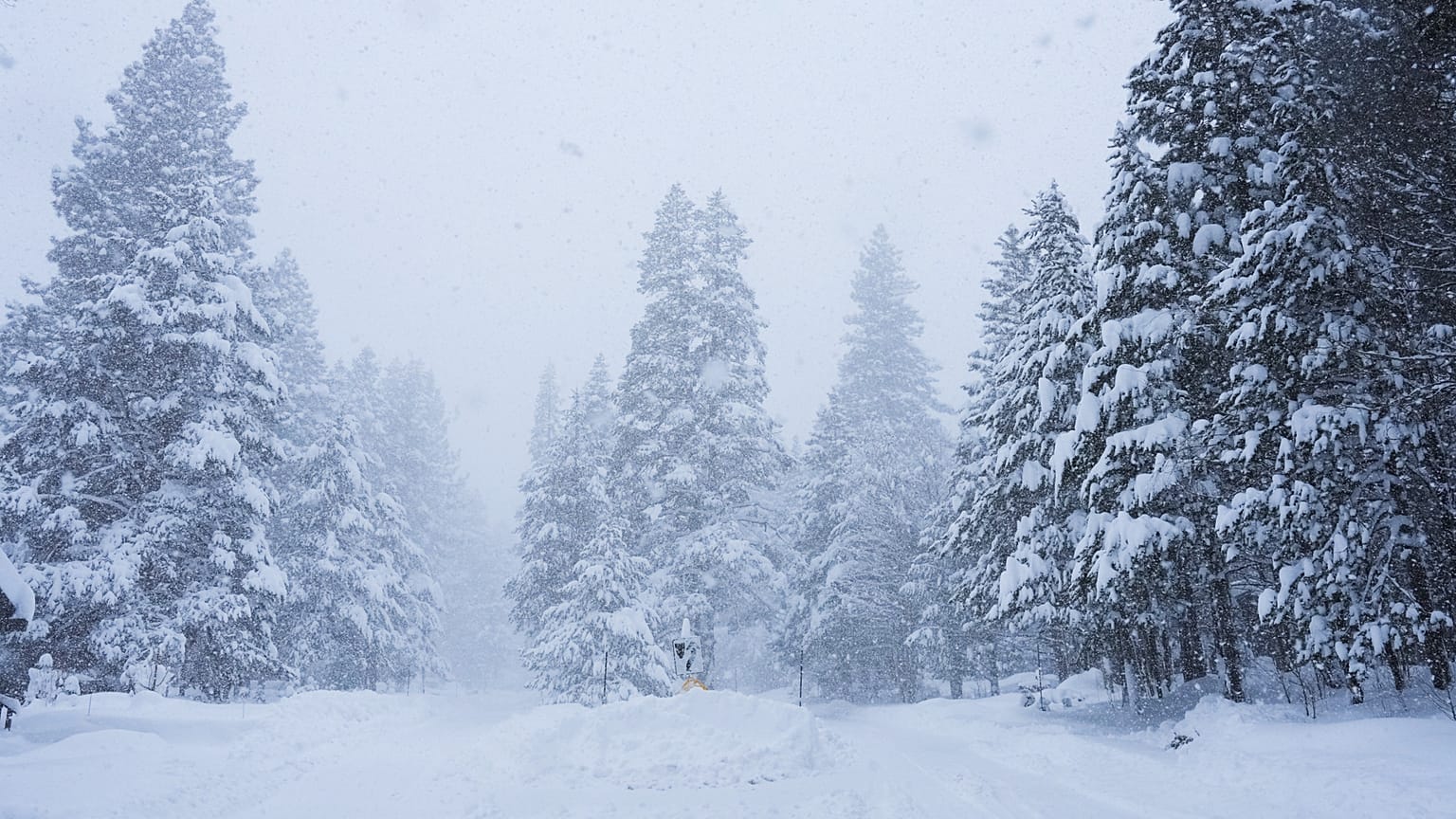 Pine trees are covered in snow during a storm on Tuesday, Feb. 17, 2026 in Truckee Calif