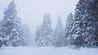 Pine trees are covered in snow during a storm on Tuesday, Feb. 17, 2026 in Truckee Calif