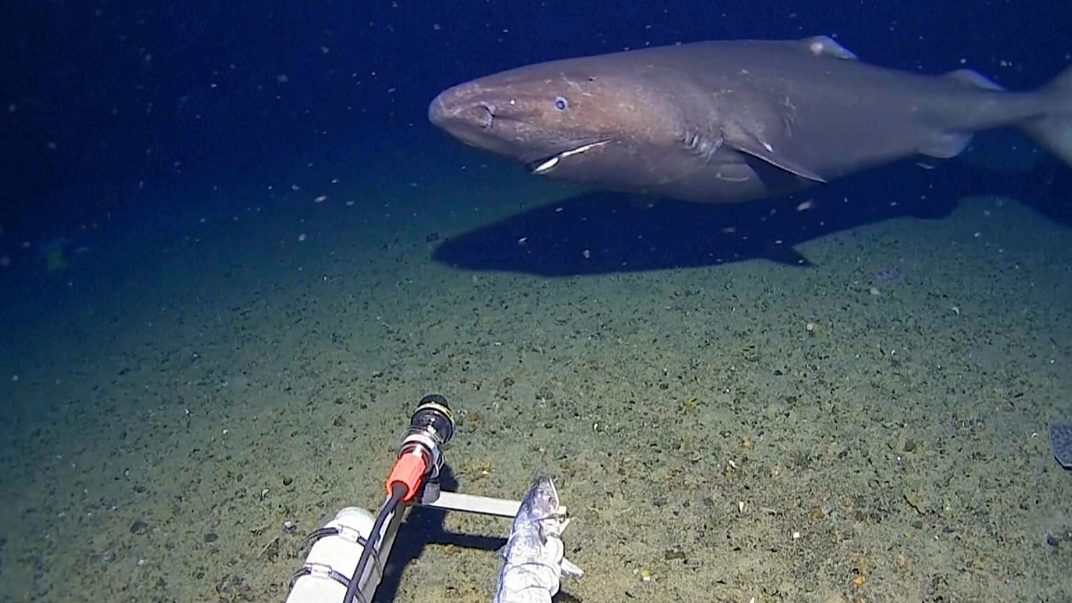 Sleeper shark recorded in Antarctica’s near-freezing deep waters