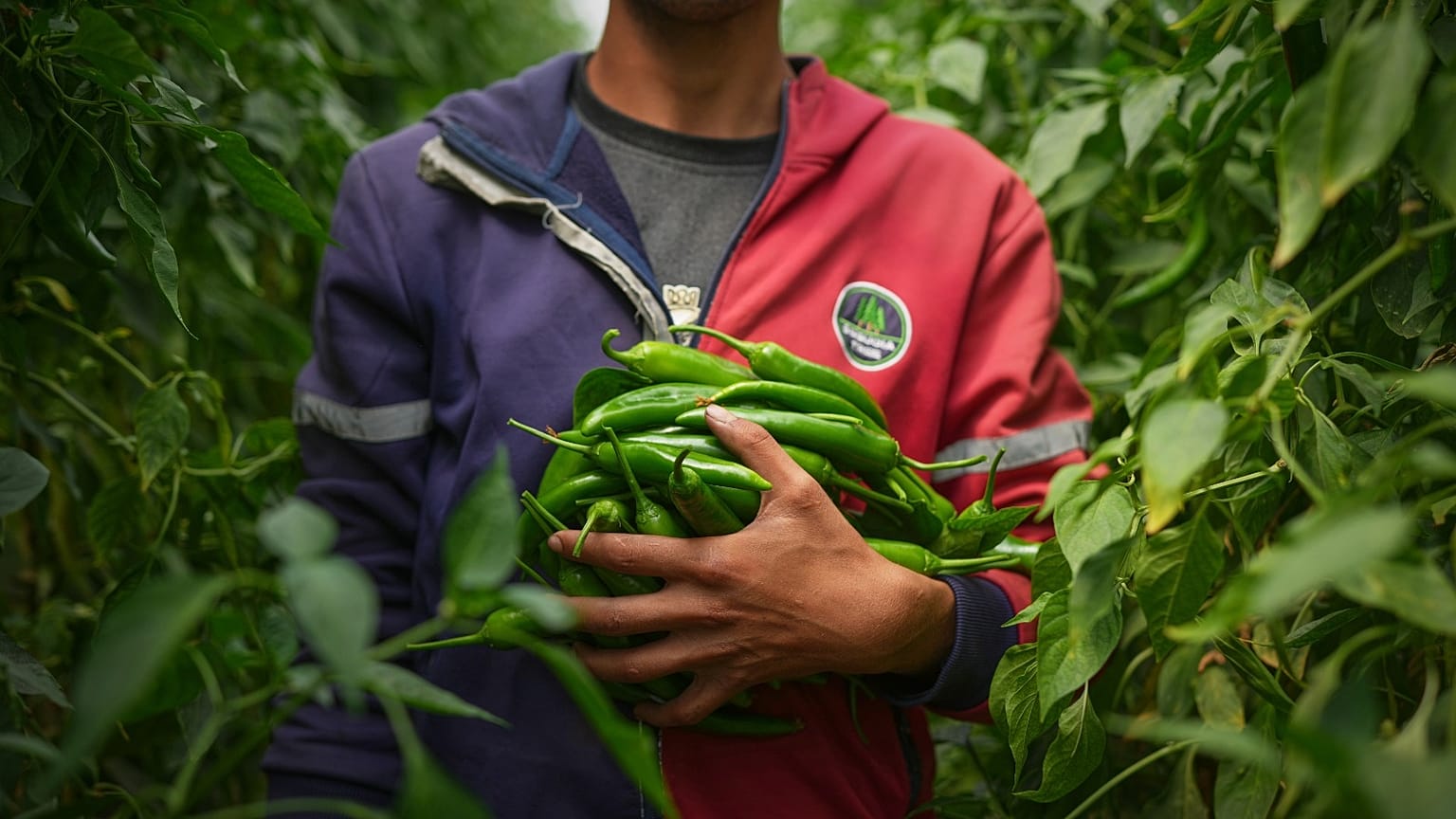 مزارع يحمل فلفل حار